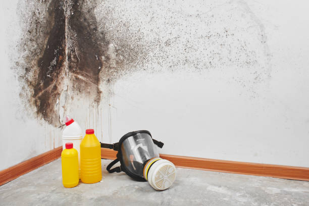Best Mold Damage Repair  in Florin, CA