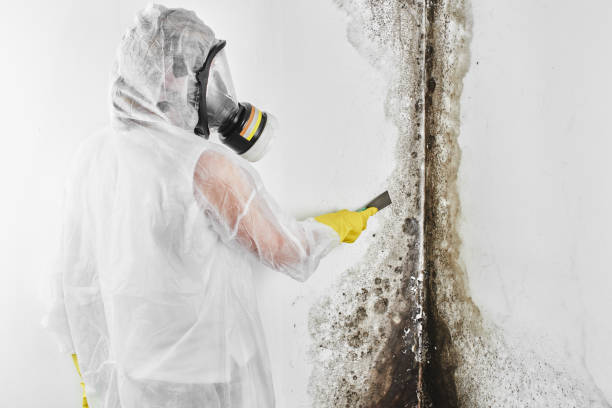 Best Fast Mold Removal  in Florin, CA