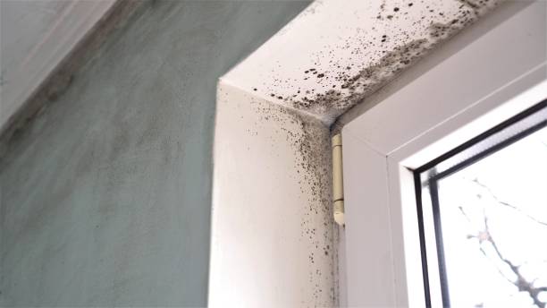 Best Black Mold Removal  in Florin, CA