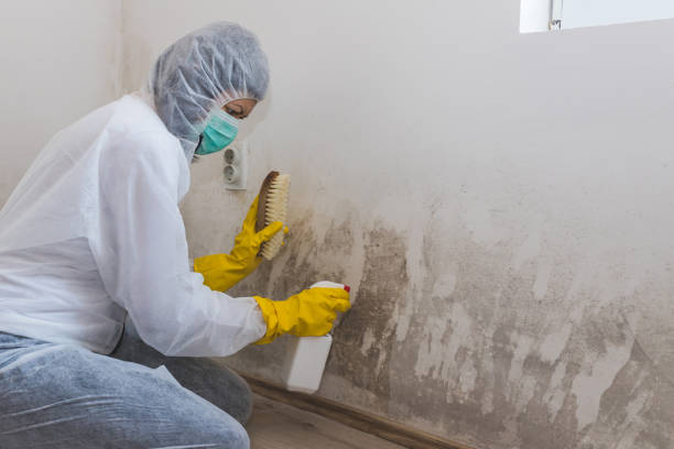 Mold Removal and Inspection in Florin, CA