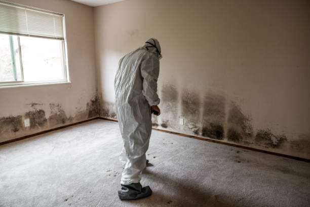 Best Toxic Mold Removal  in Florin, CA