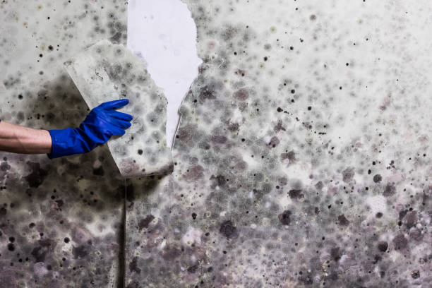 Best Mold Cleaning Services  in Florin, CA