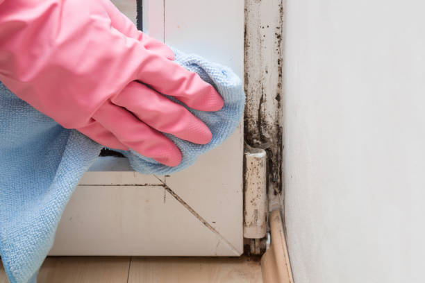 Best Toxic Mold Removal  in Florin, CA